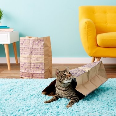 7 Easy-to-Make Cat Toys That Even the Pickiest Feline Will Love