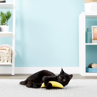 7 Easy-to-Make Cat Toys That Even the Pickiest Feline Will Love