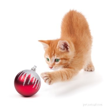 Do Cats Have a Dominant Paw? Understanding Cat Handedness