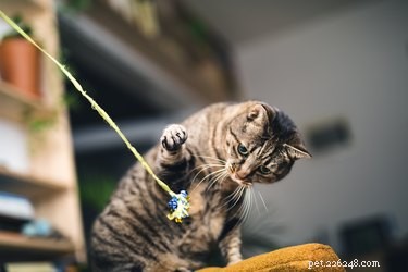 Do Cats Have a Dominant Paw? Understanding Cat Handedness