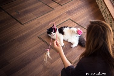 Daily Playtime Guidelines for Your Cat: How Much Time Is Enough?