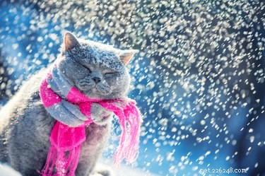 How Weather Influences Cat Mood & Behavior