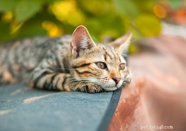 How Weather Influences Cat Mood & Behavior