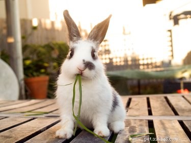Rabbits vs. Cats: Choosing the Ideal Small‑Apartment Companion