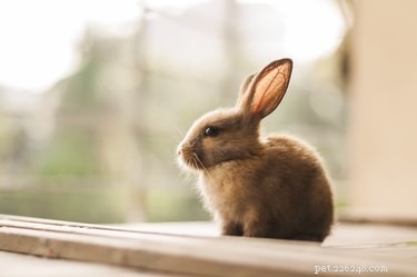 Rabbits vs. Cats: Choosing the Ideal Small‑Apartment Companion