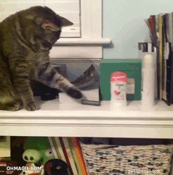 10 Must-See Highlights at CatCon 2019