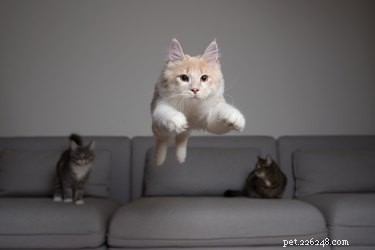 The Incredible Jumping Ability of Cats: How High They Can Leap