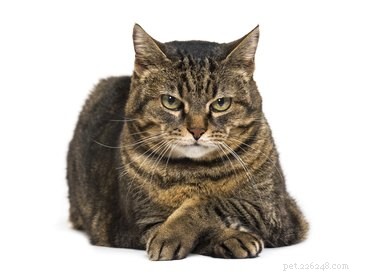 Do Cats Experience Jealousy? Understanding Their Emotions