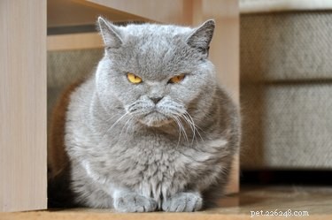 Do Cats Experience Jealousy? Understanding Their Emotions