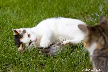 Do Cats Experience Jealousy? Understanding Their Emotions