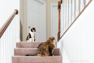 Do Cats Experience Jealousy? Understanding Their Emotions