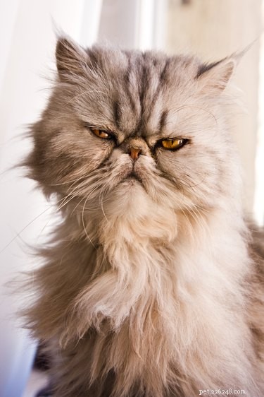 Can Your Cat Detect When You re Drunk?