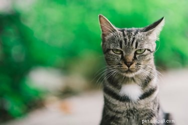 Can Your Cat Detect When You re Drunk?