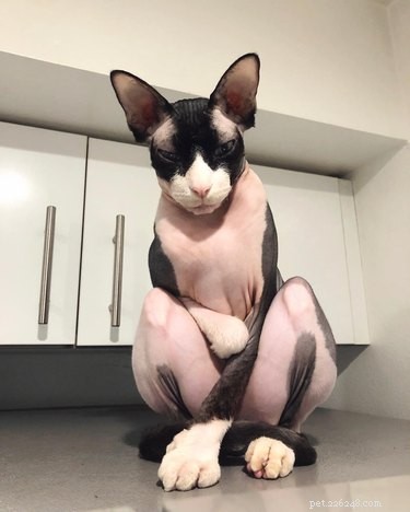 CatCon 2019: Your Complete Guide to the Premier Feline Convention