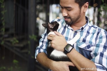 Do Cats Enjoy Hugs? Understanding Your Feline s Comfort