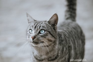 Can Cats Detect When You’re Lying? Understanding Feline Perception