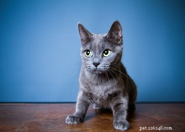 Can Cats Detect When You’re Lying? Understanding Feline Perception