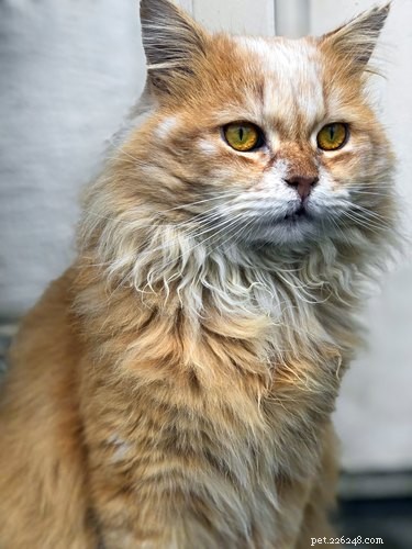 Can Cats Detect When You’re Lying? Understanding Feline Perception