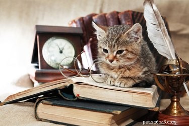 Do Cats Understand Time? Find Out How They Perceive Your Absence