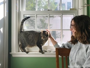 Do Cats Understand Time? Find Out How They Perceive Your Absence