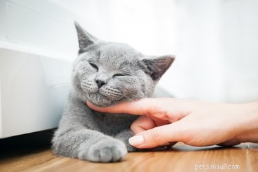 Do Cats Detect Allergies in People?