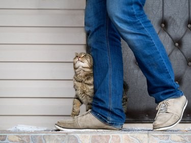 Do Cats Detect Allergies in People?