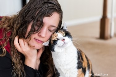 Beyond Food: Do Cats Truly Love Us or Just Their Meals?