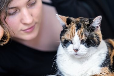 Do Cats Truly Understand Human Language? Unveiling Their Communication Abilities
