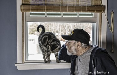 Do Cats Truly Understand Human Language? Unveiling Their Communication Abilities