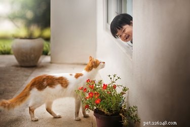 Do Cats Truly Understand Human Language? Unveiling Their Communication Abilities