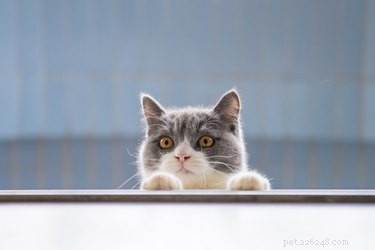Can Cats Grasp Object Permanence? New Findings Explained