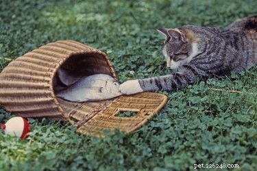 Can Cats Grasp Object Permanence? New Findings Explained
