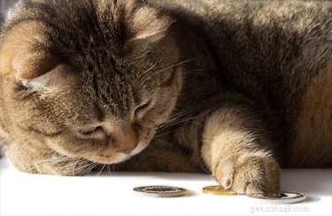 Can Cats Count? Unveiling the Truth About Feline Numerical Skills