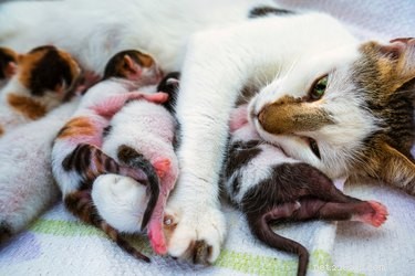 Can Cats Count? Unveiling the Truth About Feline Numerical Skills