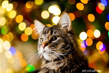 Can Cats Count? Unveiling the Truth About Feline Numerical Skills