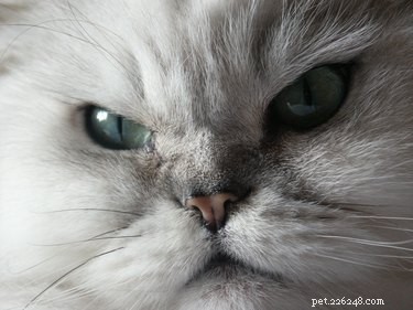 Is Your Relationship with Your Cat Truly Satisfying?