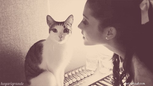Is Your Relationship with Your Cat Truly Satisfying?