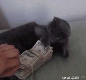 Is Your Relationship with Your Cat Truly Satisfying?