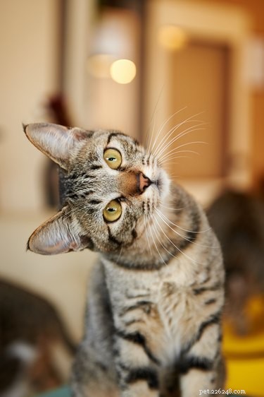 Do Cats Recognize Other Cats? Uncovering Their Social Perception