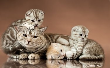 Do Cats Recognize Other Cats? Uncovering Their Social Perception