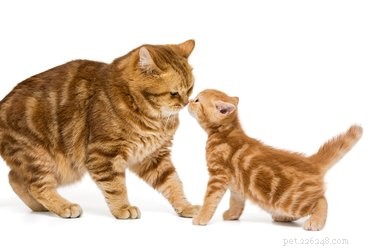 Do Cats Recognize Other Cats? Uncovering Their Social Perception