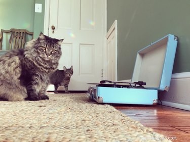 Do Cats Recognize Other Cats? Uncovering Their Social Perception