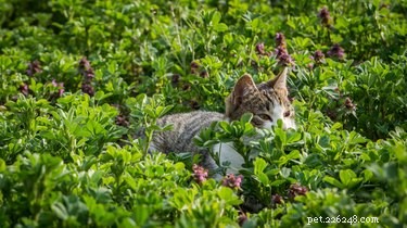 Understanding Trap‑Neuter‑Return (TNR): A Humane Solution for Free‑Roaming Cats