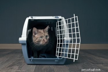 Understanding Trap‑Neuter‑Return (TNR): A Humane Solution for Free‑Roaming Cats