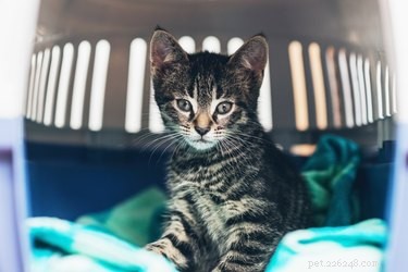 Understanding Trap‑Neuter‑Return (TNR): A Humane Solution for Free‑Roaming Cats