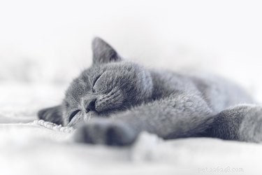 Effective Strategies to Minimize Cat Shedding