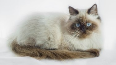 Effective Strategies to Minimize Cat Shedding