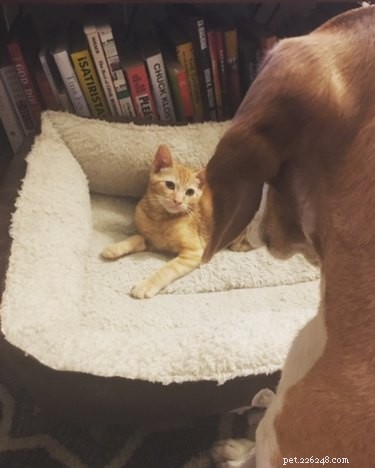 8 Key Lessons from Fostering Kittens – Insights for Compassionate Care