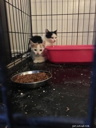 8 Key Lessons from Fostering Kittens – Insights for Compassionate Care