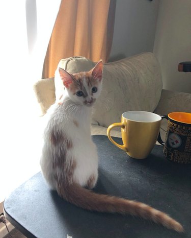 8 Key Lessons from Fostering Kittens – Insights for Compassionate Care